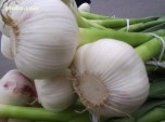 garlic 01