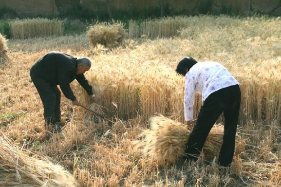 reap wheat 03 reap wheat 03